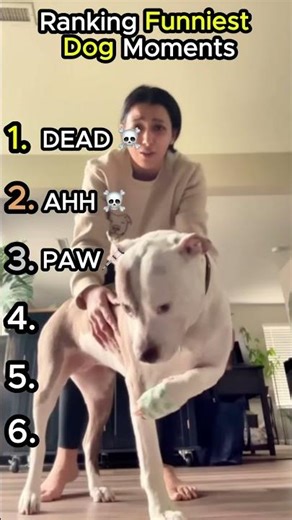 Ranking The Funniest Dog Moments Ever! #funnydog #dogs #shorts