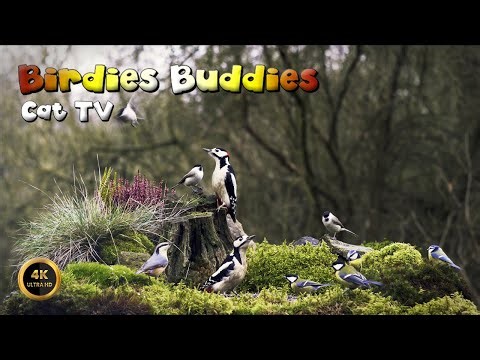 Cat TV for cats to watch 🐈 - SONGS BETWEEN THE TREES 🦜🌿 (4K)