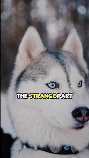 The Real Reason Huskies Sound So Weird