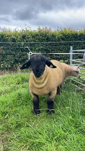 #suffolksheepsociety #fyp #sheep #farmlife #suffolk