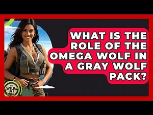 What Is The Role Of The Omega Wolf In A Gray Wolf Pack? - The Wild Life Explorer
