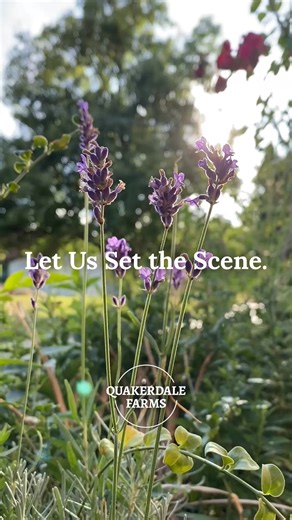 Planning the wedding of your dreams? Look no further! With sprawling acres, abundant photo ops, and space for up to 535 guests, Quakerdale Farms is the perfect venue to say "I Do." Our wedding packages all include: ✨ The Venue Any Outdoor Space ✨ Bridal, Groom, and Family Suites ✨ Tables & Chairs for 200 Guests ✨ Stage Riser ✨ 1 Bartender ✨ Use of Catering Kitchen ✨ Day-Of Coordinator 5 Consultation Meetings ✨ Set Up Tear Down Cleanup Learn more: https://bit.ly/4nDu9Ez #QuakerdaleFarms #WeddingV