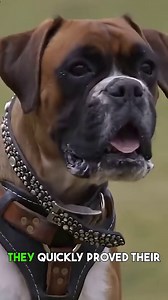 Boxer dogs were born to be heroes!