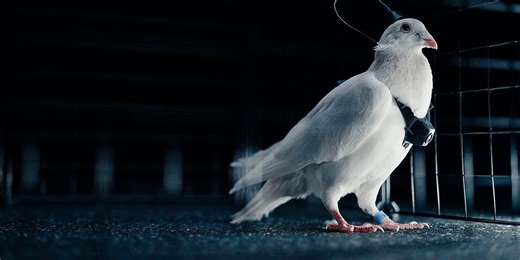 Russian Neural-Tech Company Debuts "Biodrone Pigeons" - Live Birds With Implanted Neural Interface For Surveillance And Rescue
