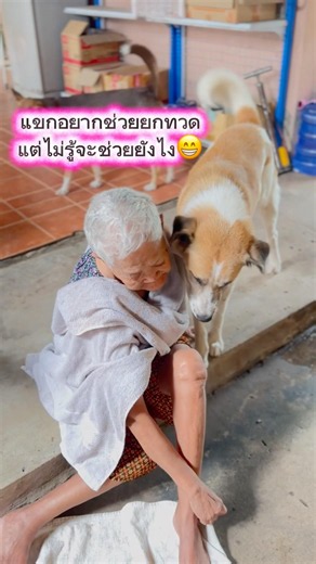แขกอยากช่วยยกทวด😁 #กล้วยแขกหลานทวด #lovelydog #คลายเครียด #เอ็นดู #สุนัขแสนรู้ #shorts