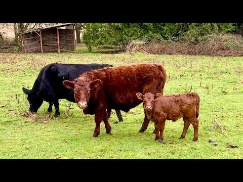 Where the Elemental Dexter Herd Roams — Farm Chat