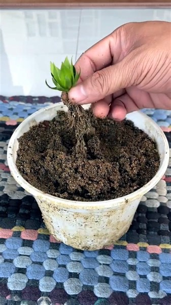 🌼 Turmeric powder helps propagate hibiscus flowers with pulp 100% success 🌼 #fyp #growth #flowers #flowerpowerfashionUnique | Soriya Love