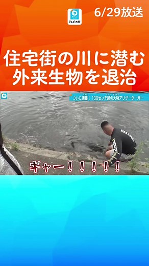 大阪・摂津市の住宅街を流れる川に＂怪物＂が出現。捕獲大作戦の一部始終です。#tiktokでニュース #やさしいニュース #テレビ大阪 #特定外来生物 #外来生物 #アリゲーターガー #摂津市 #ペット #バスプロ #生物 #淡水魚 #肉食