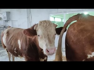Complete Simmental Bull Breeding Process Explained! 🐂⚙️