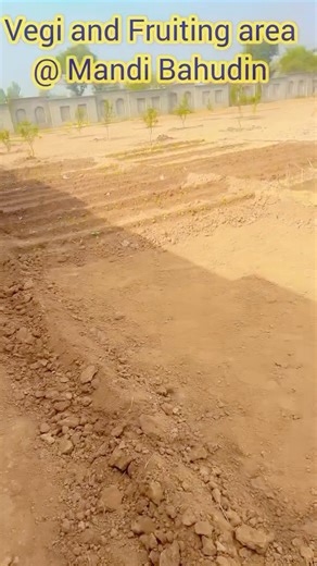 Organic Zone Development | Vegi & Fruit Area Landscaping | Mandi Bahauddin Project