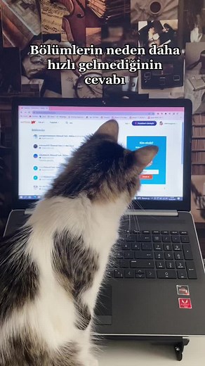 Curious Cat Watching Laptop Screen Intently