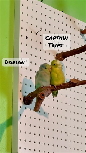 Grieving Parrot Finds Love Again #parrots #parrotlet #cuteparrot