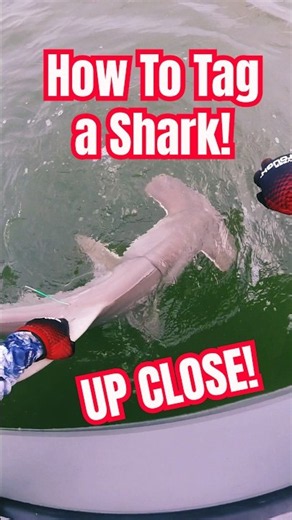 See step by step how we insert a tag into this Hammerhead Shark! #fishing #sharks #hammerheadshark