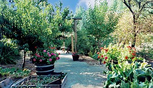 The Beginner's Garden - Growing Vegetables and Herbs from Seed