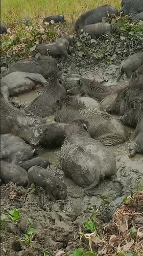 pigs play in mud #farming #wildhog #nature #warthogs #agriculture #pigging#shorts