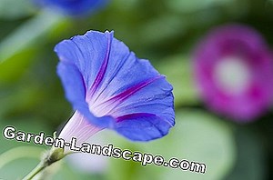 Garden Practice: Sow Annual Climbing Plants Now - My Beautiful Garden | 2025