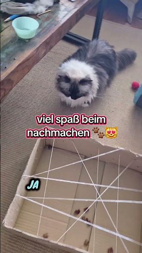 🐱 DIY-Spielzeug für Katzen – einfach & günstig! 🧶📦#katze #diy #catdiy #Katzenspaß #katzenspielzeug