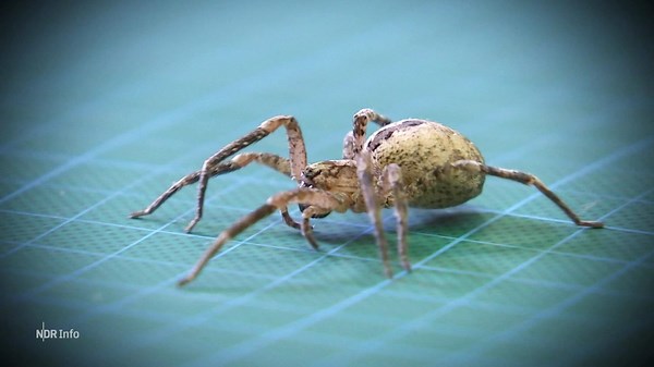 Nosferatu-Spinne breitet sich im Norden aus