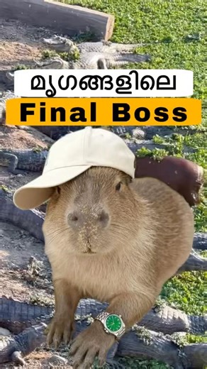 Capibara malayalam facts #capybara #shorts