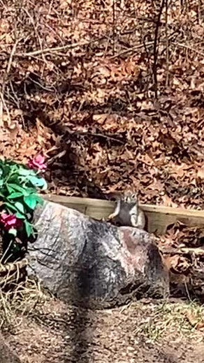 ❤️🐿️ The red squirrel, also known as the Eurasian red squirrel or chickaree, is a tree squirrel native to Europe and northern Asia. They are known for their reddish-brown fur, bushy tails, and large ear tufts. Red squirrels are solitary animals that pair up in February and March to mate. They are primarily herbivorous and spend their days collecting and storing food, including seeds, hazelnuts, fungus, bark, and sapwood. #naturelovers #natureinspired #squirrels #wildlife #wildandfree #naturepho