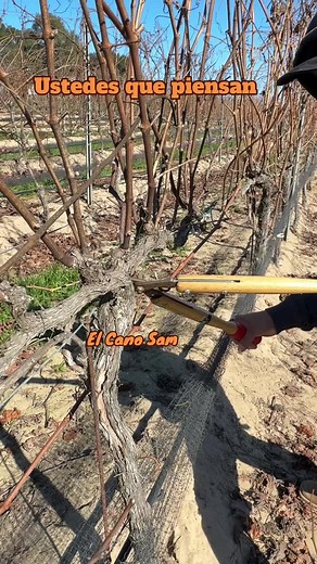 Cultivating Grapes: Techniques for Successful Vineyard Pruning