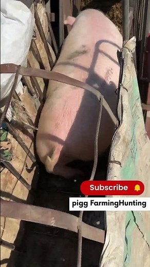 I Safely Loaded a Pig onto a Truck in JUST 10 Minutes