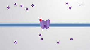 Video: Ligand-gated Ion Channels