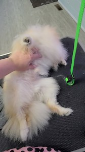 Benzo | Paw Spa pet grooming Fort Wayne