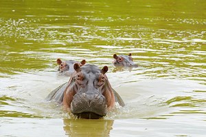 Horrifying final moments of man mauled to death by pet hippo who was 'like a son'
