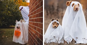 These Super Spooky Pets Dressed As Ghosts Are So Adorable They’ll Haunt You!