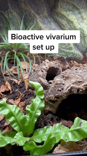 Creating a Bioactive African Fat-Tailed Gecko Enclosure
