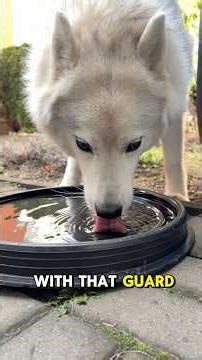 Siberian Huskies: Wild Hearts, Loyal Souls #shorts