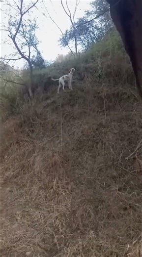 #english #pointer #dogbreed #viralshort #youtubeshorts #subscribe