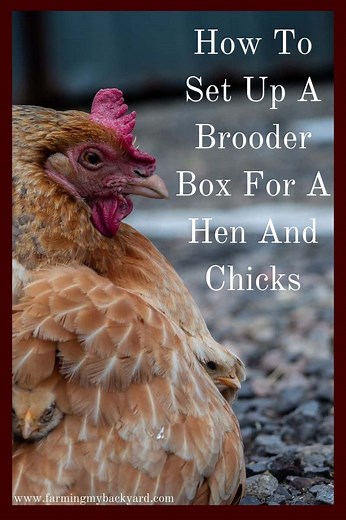 How To Set Up A Brooder Box For A Hen And Chicks - Farming My Backyard