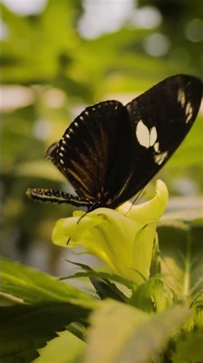 First Time in a Butterfly Garden 🌿🦋 | Utrecht Botanical Beauty