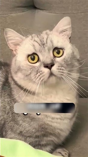 The owner kept his cat away from depression.