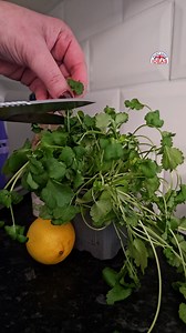 They might look like JUST a pair of scissors, but they're SO much more – Super Scissors have SO many uses! ✂️🔧🪛 Ergonomically designed for maximum comfort & complete with a magnetic holder & built-in sharpener, these are the LAST scissors you’ll EVER buy! 🚚📮Order today for FAST delivery from a trusted family-run UK business! 🇬🇧 musthaveideas.co.uk/products/super-scissors | Must Have Ideas UK