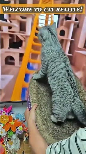 Funny ANIMALS videos 😂 Funniest CATS and DOGS 2026