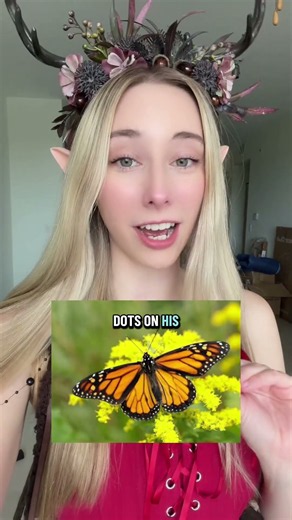 difference between monarch butterflies!