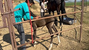 horse care tips for young foals | Manu sharma photography