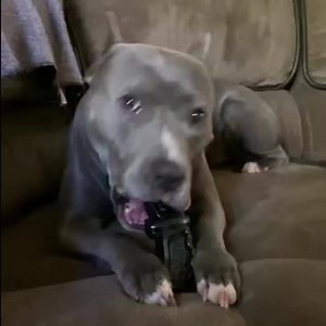 2.6K reactions · 331 shares | TRICK OR TREAT?? TOUGH TOYS FOR TOUGH DOGS  Take 15% off ANY purchase today! Use code FB15 at checkout. Jump into our HALLOWEEN toy designs and treats - made in the USA and specifically for POWER CHEWERS. We cater to dogs of all shapes, sizes, and play styles! Nothing goes destroyed or we replace it for FREE. | BULLYMAKE | Facebook