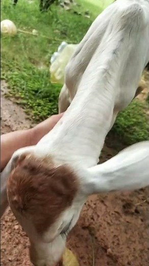 Funny Baby Cows Having the Time of Their Lives 3