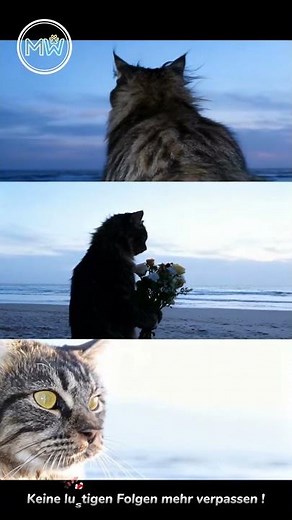 Katzen Videos: Molly bringt Blumen mit 🐱💐