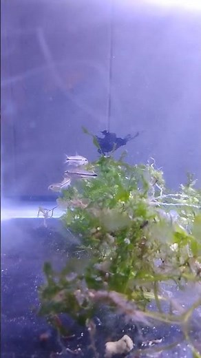 pygmy corydoras spawning (Corydoras pygmaeus)