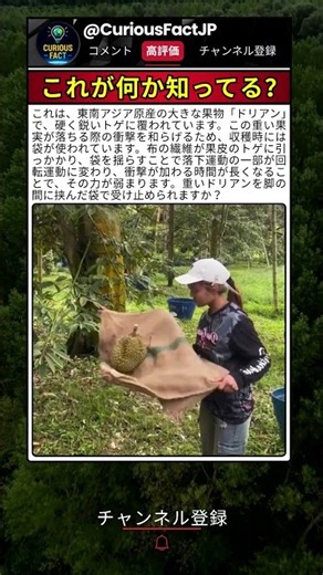 この果物、収穫方法まで独特だった