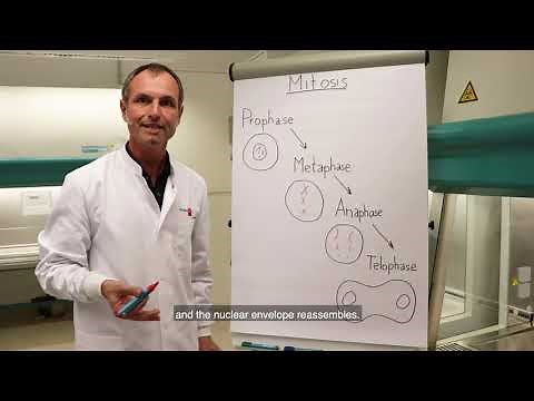 Cell Culture Guide: Cell Growth, Cell Death and Aging of Cells [Full Version]