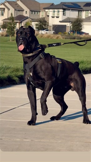 Panther 🐆 Vs Pitbull 👑 कौन जीतेगा 🤔 #max #pitbull #facts #dogfacts #dogbreed #dogshorts #dogvideo