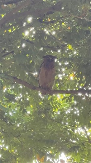 I Think This Buffy Fish Owl Saw Me First