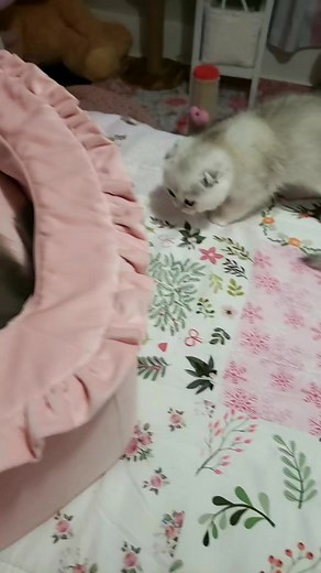 3.5K views · 247 reactions | These babies are going to make some people very happy! #veryclassypets #fancyfelines #kittens #meow #britishshorthair #michiganbritishshorthairkittens #goldencat #goldenbritishshorthair #fancykittens #kittensofthestars #holidaycountdown #christmaskittens | Very Classy Pets | Facebook