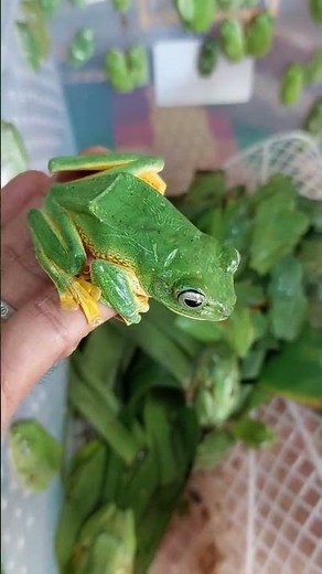 Beautiful flying frog Rhacophorus reinwardtii